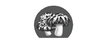 B5T07-十堰展团-菇.webp