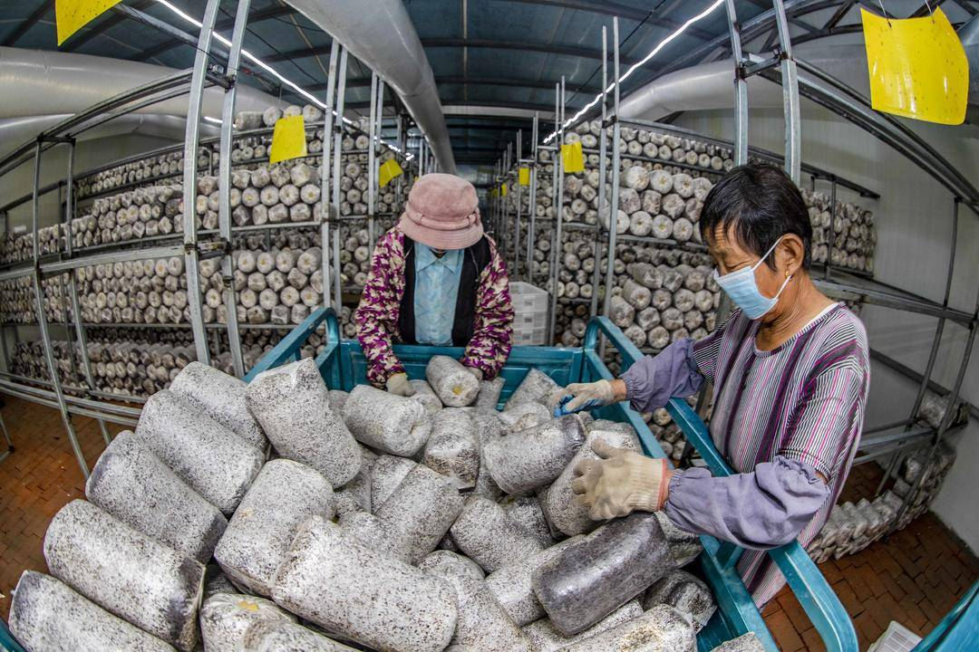 菌菇飘香富乡野：中国食用菌种植推广赋能地方经济发展.png