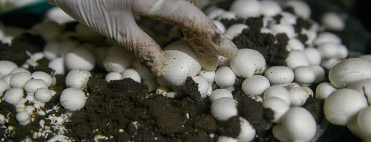 种植者栽培土选白泥炭还是黑泥炭.jpg