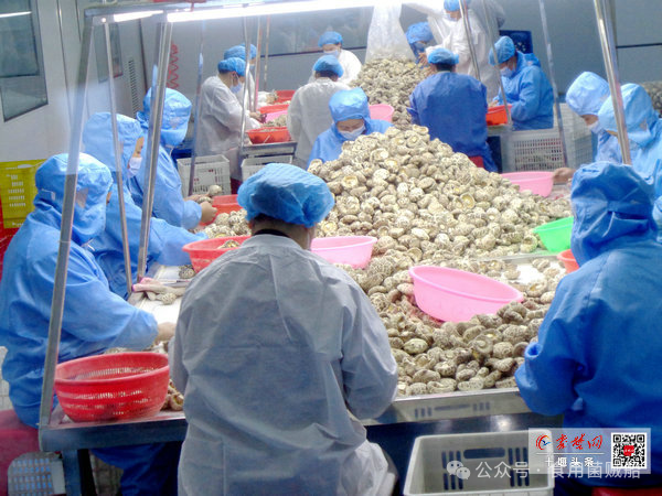 十堰市昌欣香菇产业发展有限公司 产业标准化，品牌升级化&mdash;&mdash;打造国内食用菌产业新标杆-03.png 