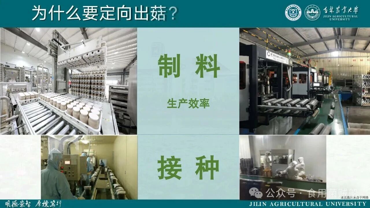 香菇产业升级新路径：定向出菇技术在工厂化生产中的创新与优化06.jpg 