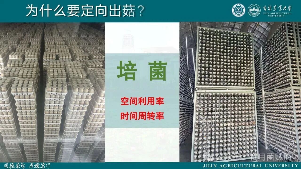 香菇产业升级新路径：定向出菇技术在工厂化生产中的创新与优化07.jpg 