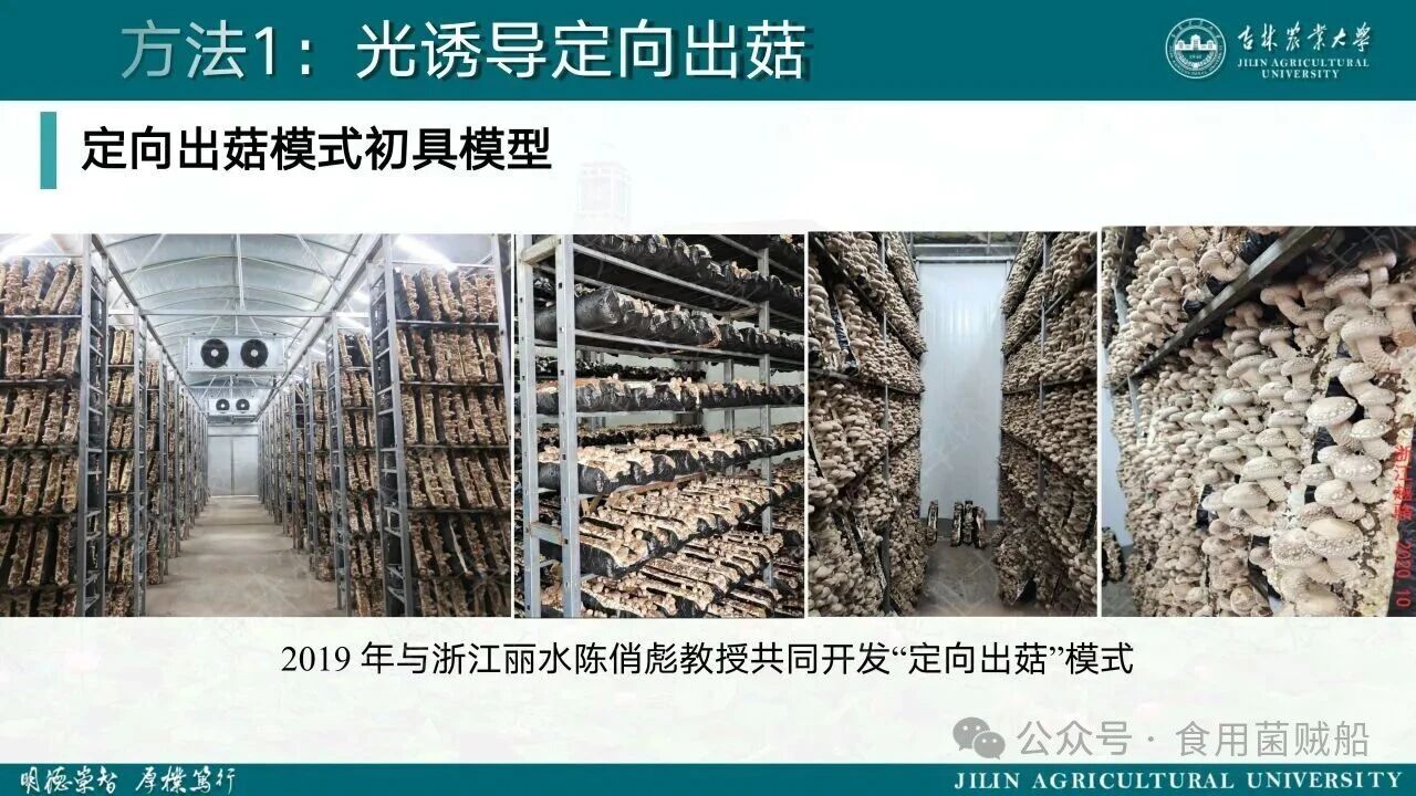 香菇产业升级新路径：定向出菇技术在工厂化生产中的创新与优化11.jpg 