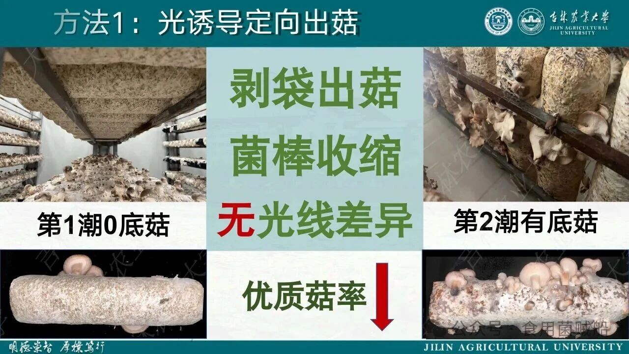 香菇产业升级新路径：定向出菇技术在工厂化生产中的创新与优化13.jpg 