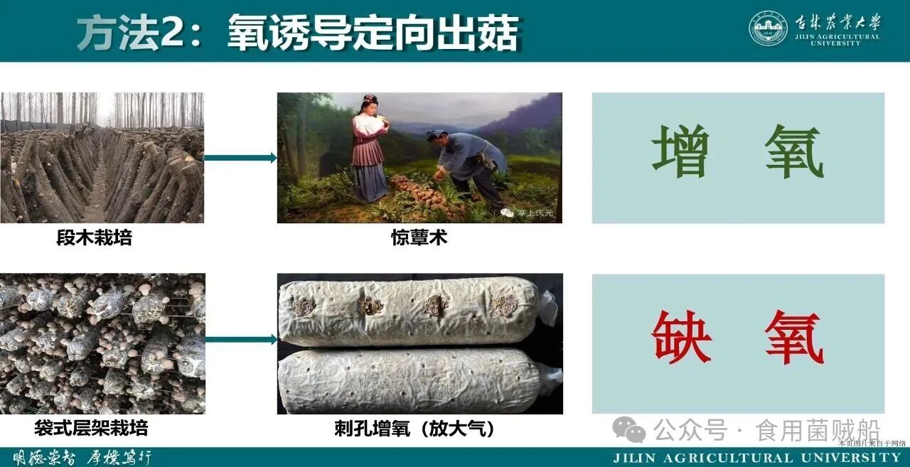 香菇产业升级新路径：定向出菇技术在工厂化生产中的创新与优化15.jpg 