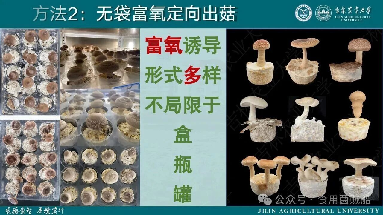 香菇产业升级新路径：定向出菇技术在工厂化生产中的创新与优化17.jpg 