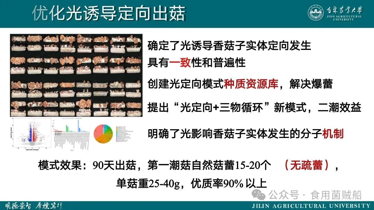 香菇产业升级新路径：定向出菇技术在工厂化生产中的创新与优化19.jpg 