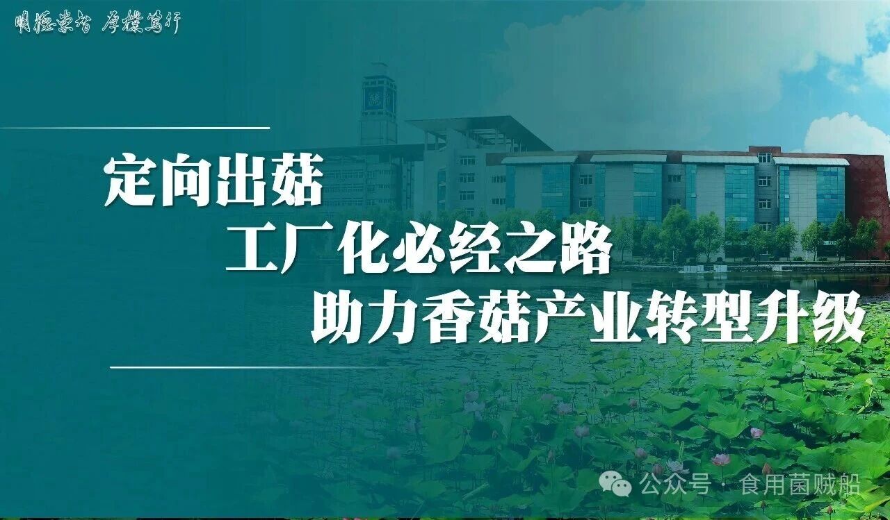 香菇产业升级新路径：定向出菇技术在工厂化生产中的创新与优化21.jpg 